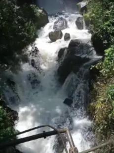 逃离棕榈树森林